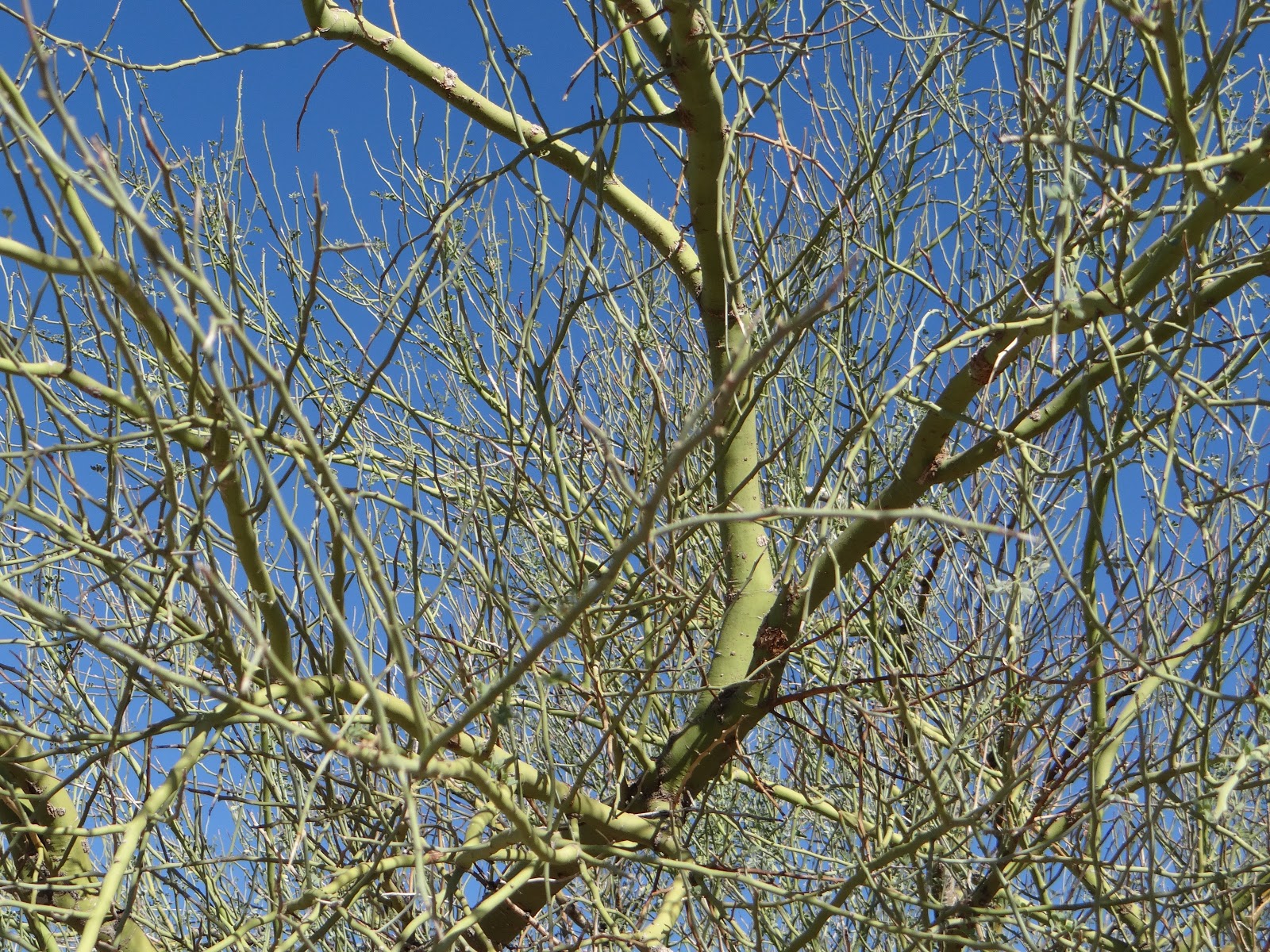 Yuccabloom: A Memoir of Meaningful Meanderings: The Bark of a Palo