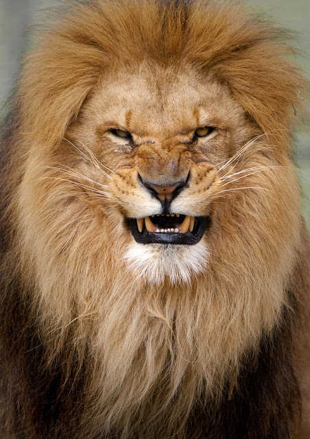 Фотография льва