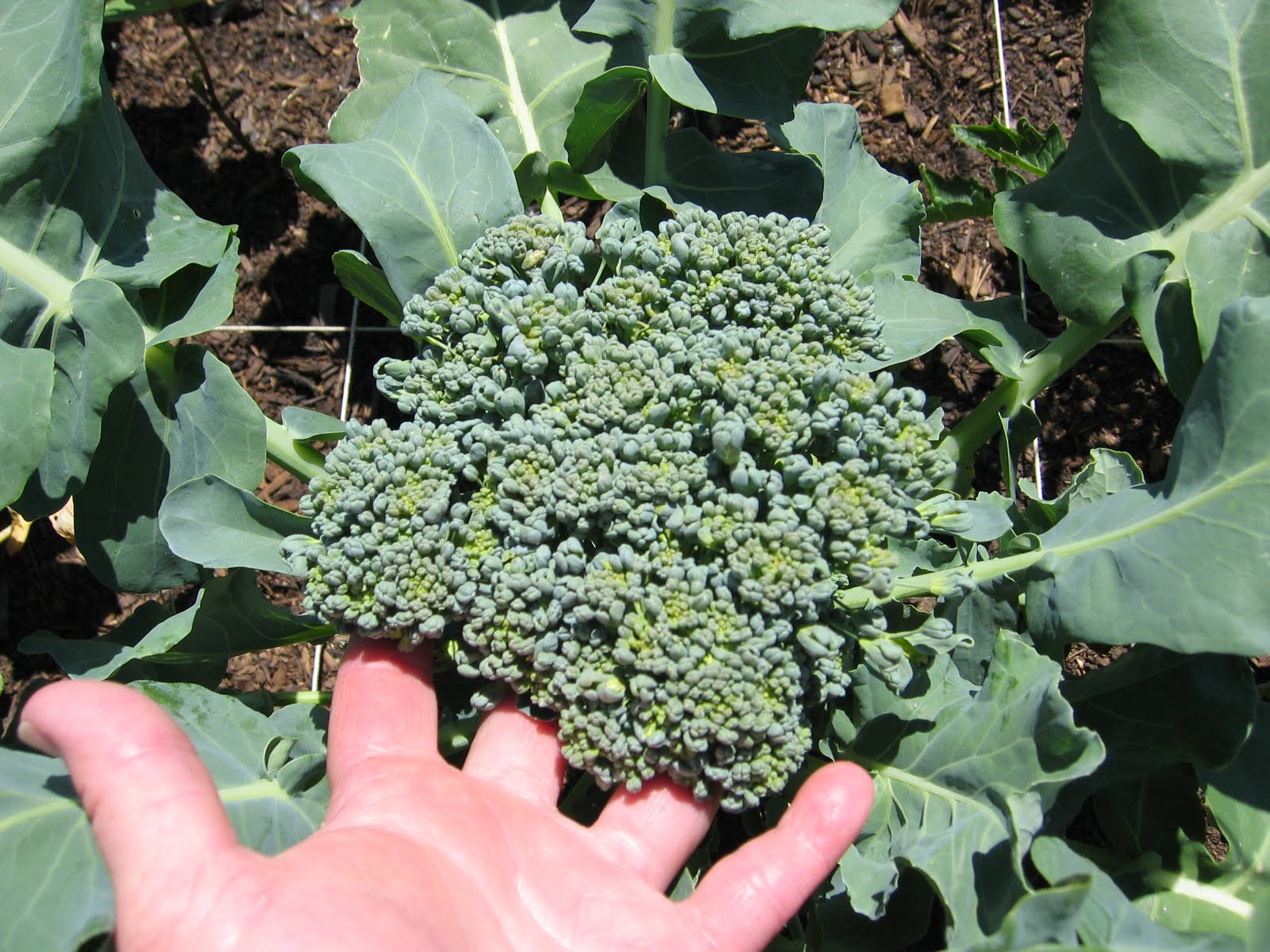 Toni's Square Foot Garden Harvesting Broccoli...