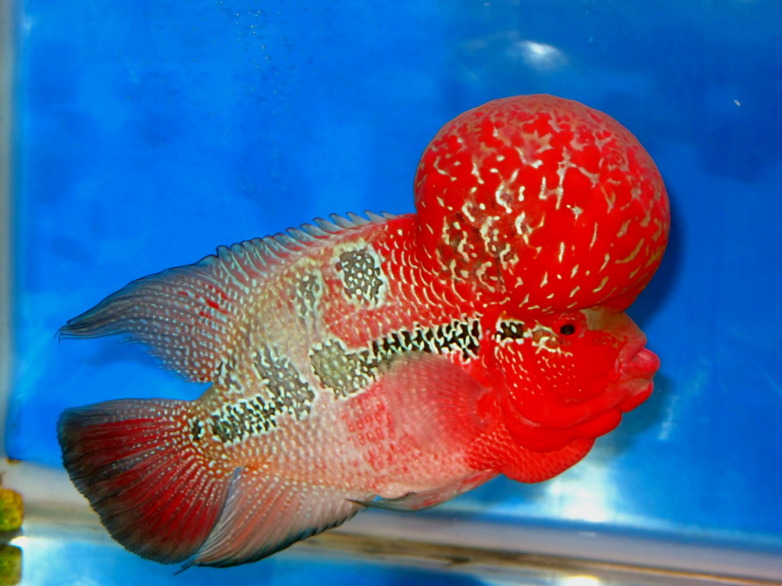 Flowerhorn The Hybrid Cichlids Master Piece Monster Kok Super Red