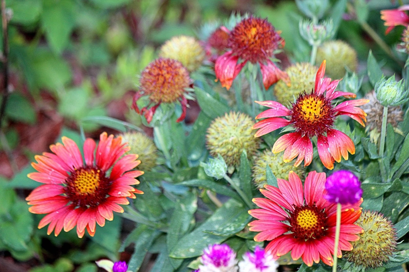 Christian Images In My Treasure Box Blanket Flowers In My Garden