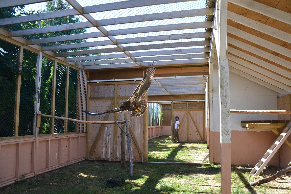 MeetTheMoose! OWL Rehabilitation Society Week Three.