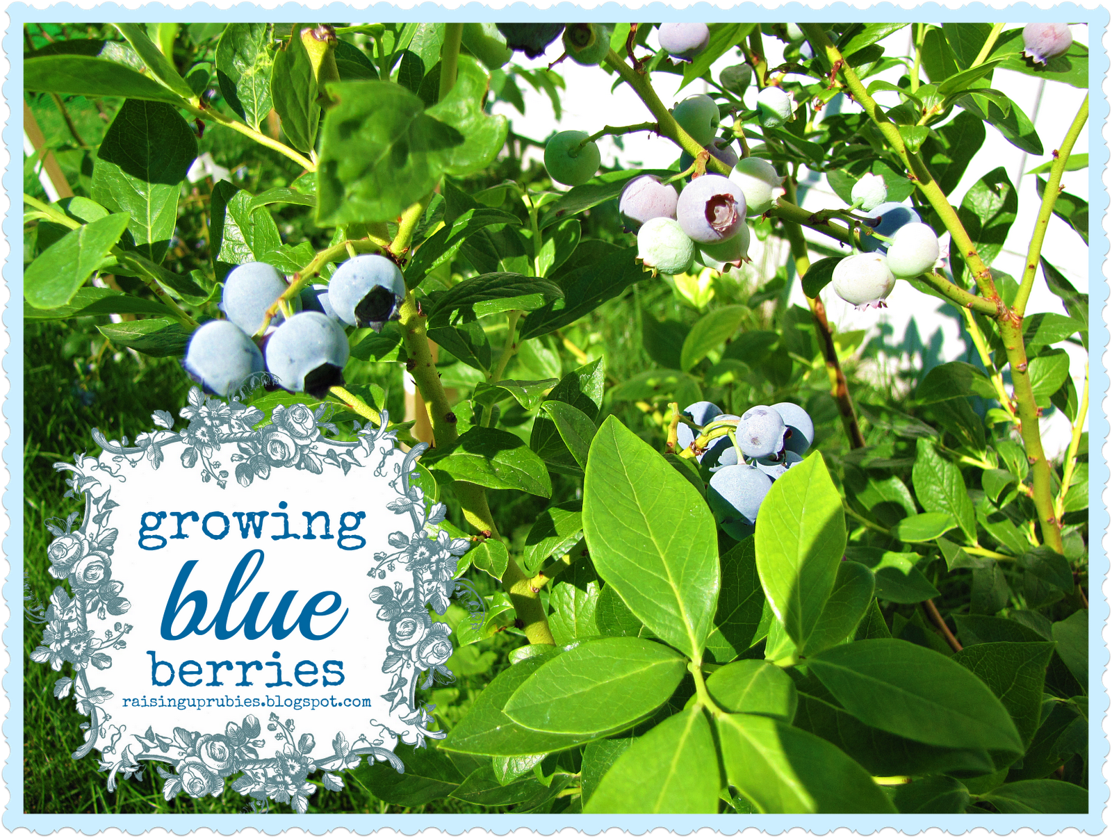 Raising Up Rubies Blog growing blueberries ♥