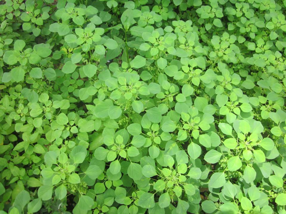 HEALTH BENEFITS OF SOME IMPORTANT HERBAL JUICES