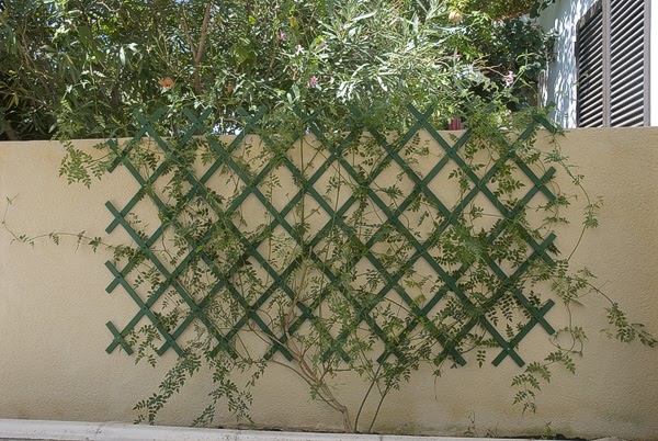 Caballito de cartón: JAZMIN CON CELOSIA