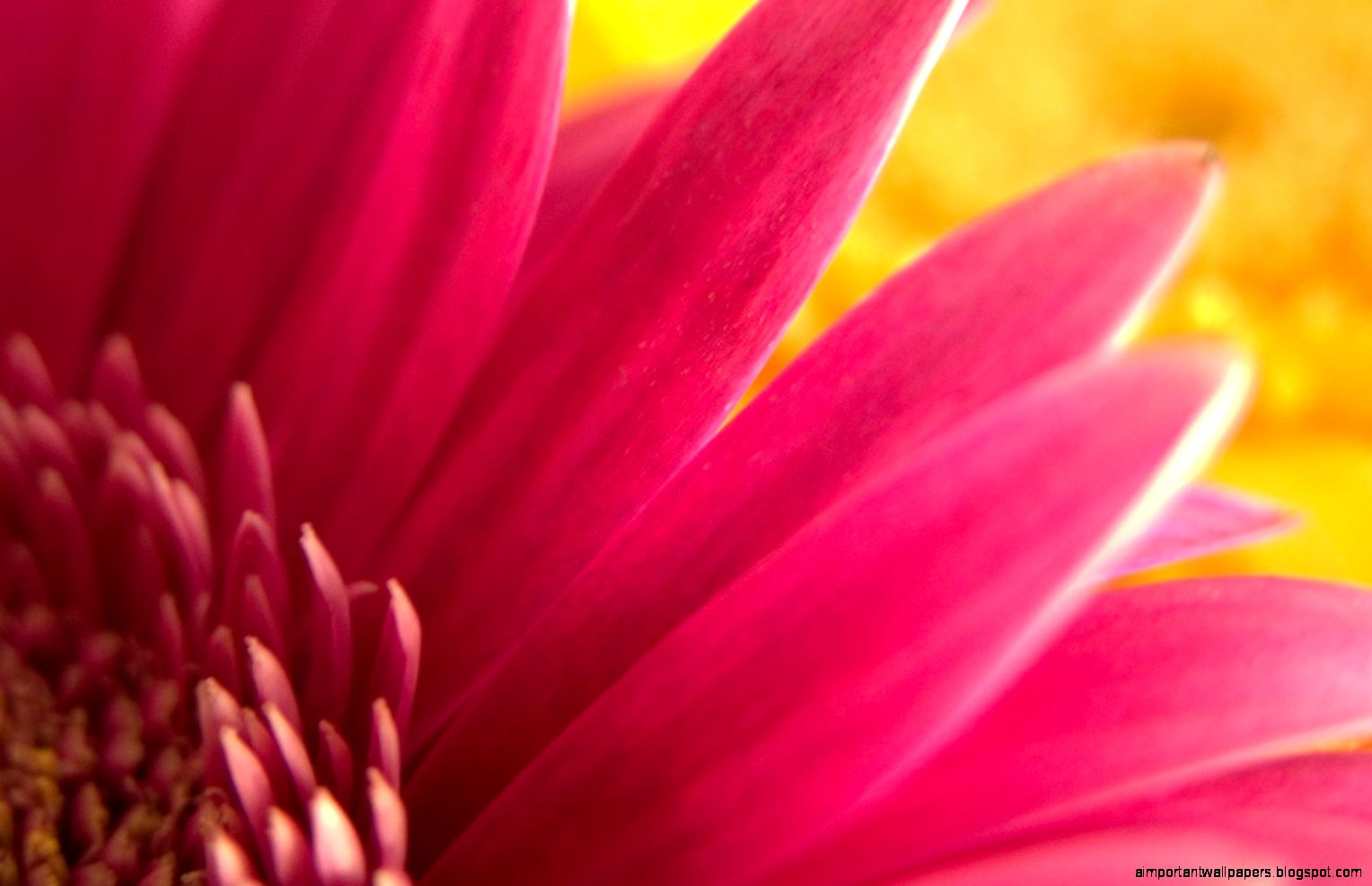 Flowers Wallpapers Page 31 HD Wallpapers Flowers Wallpapers Page 31 HD Wallpapers