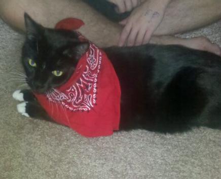 Cat Eating Vegetables Bandana Cat Eating Vegetables Bandana