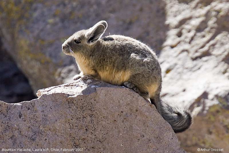 Just One Big Trip Helping to Protect wild Chinchillas in Chile