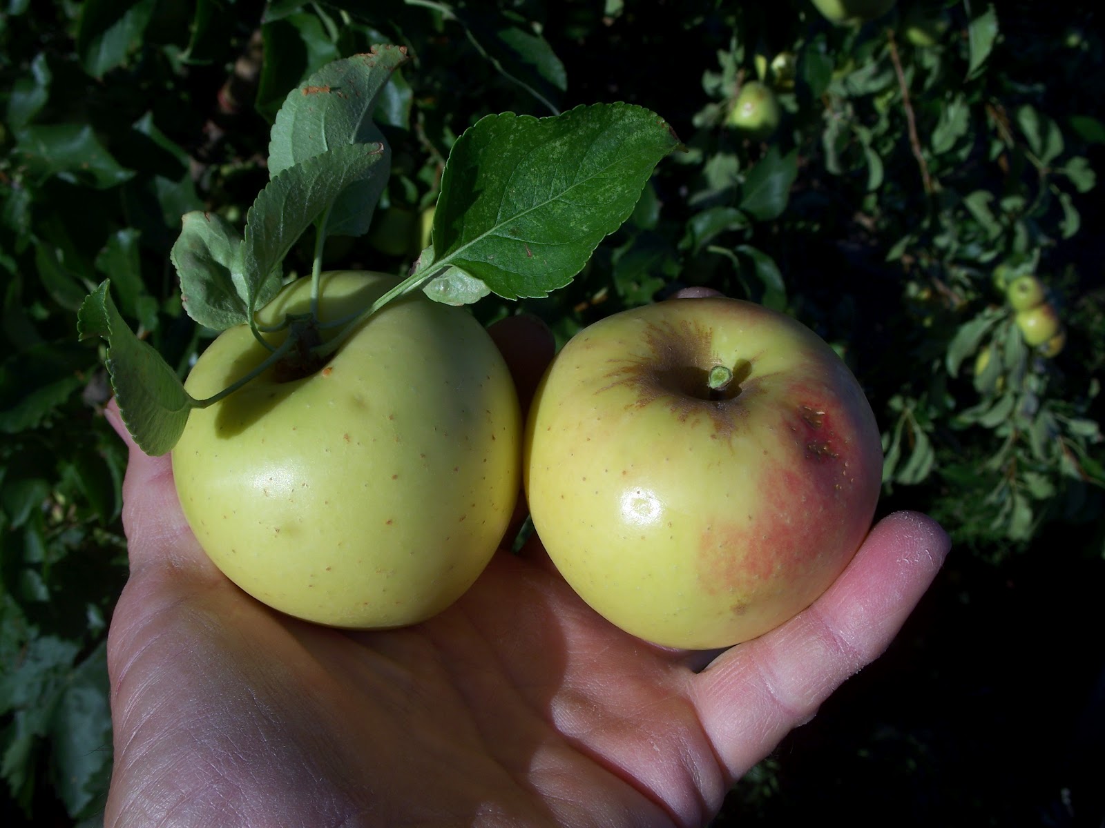 Trees That Please Nursery September 2012