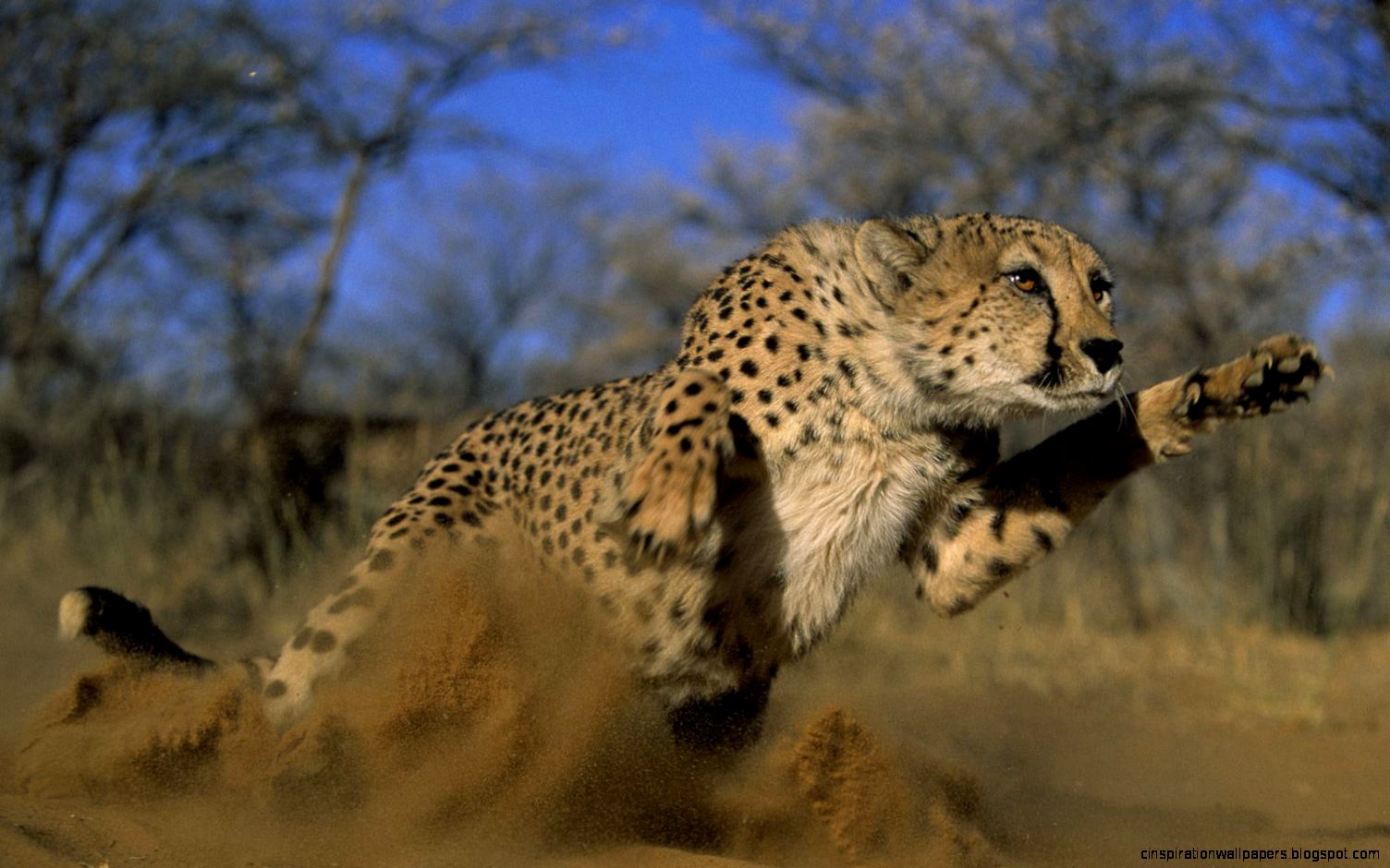 Cheetah Animal Running Video Cheetah Animal Running Video