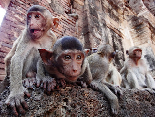 Monkeys on Phra Pran Sam Yod, Lop Buri