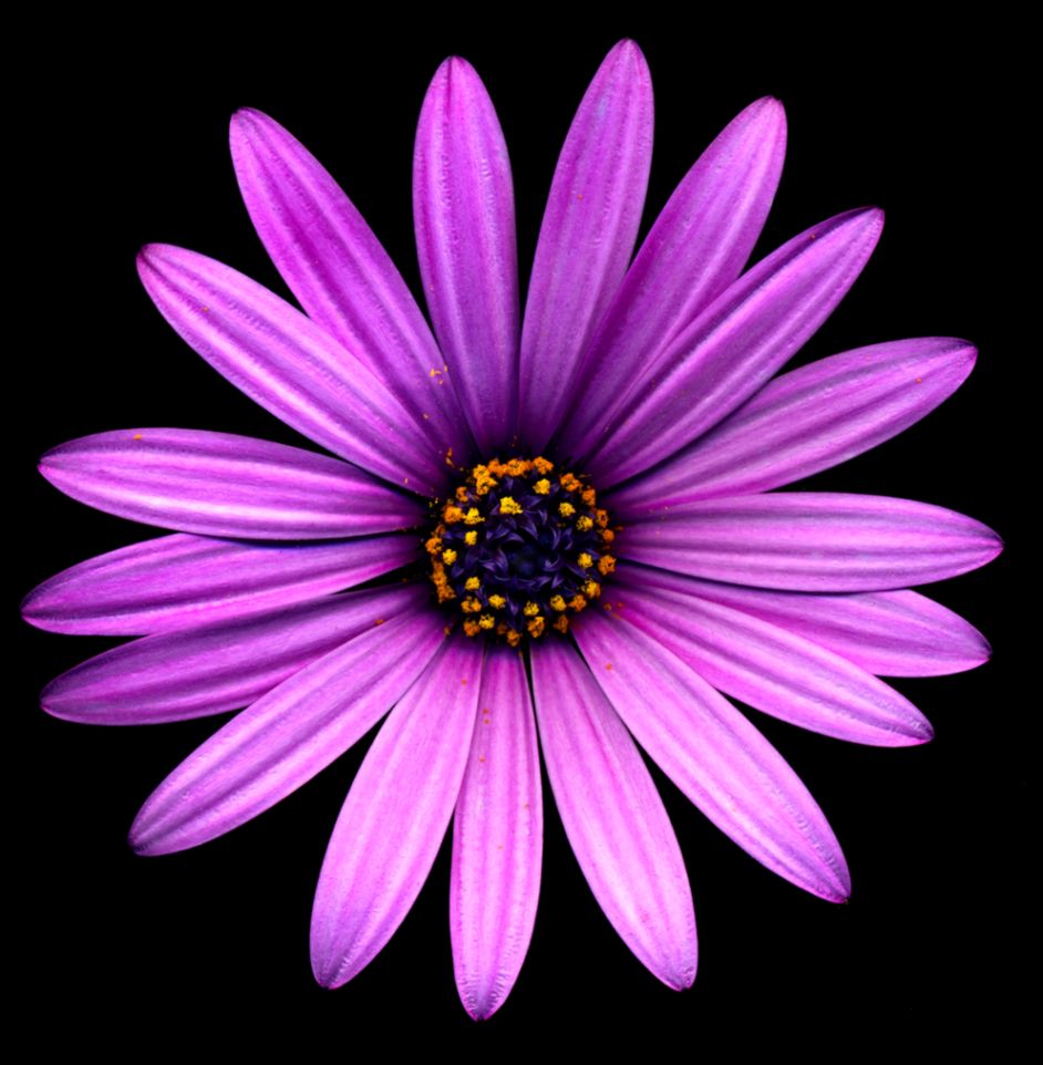Purple Flower Scan Flickr Photo Sharing Purple Flower Scan Flickr Photo Sharing