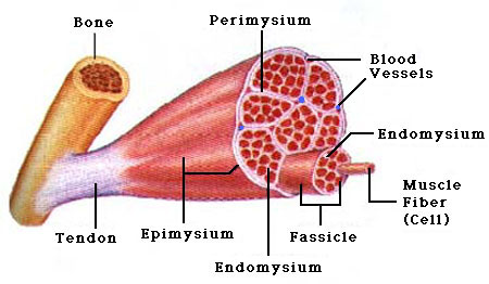 Clash of Worlds : The Muscular System