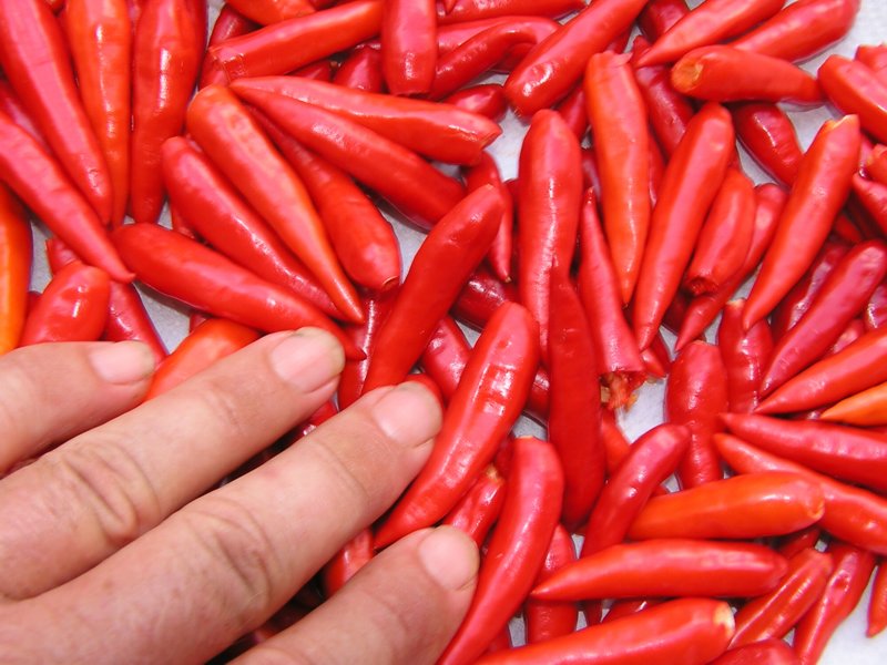 John Starnes' Urban Farm "Filipino Mexican Tree Pepper"