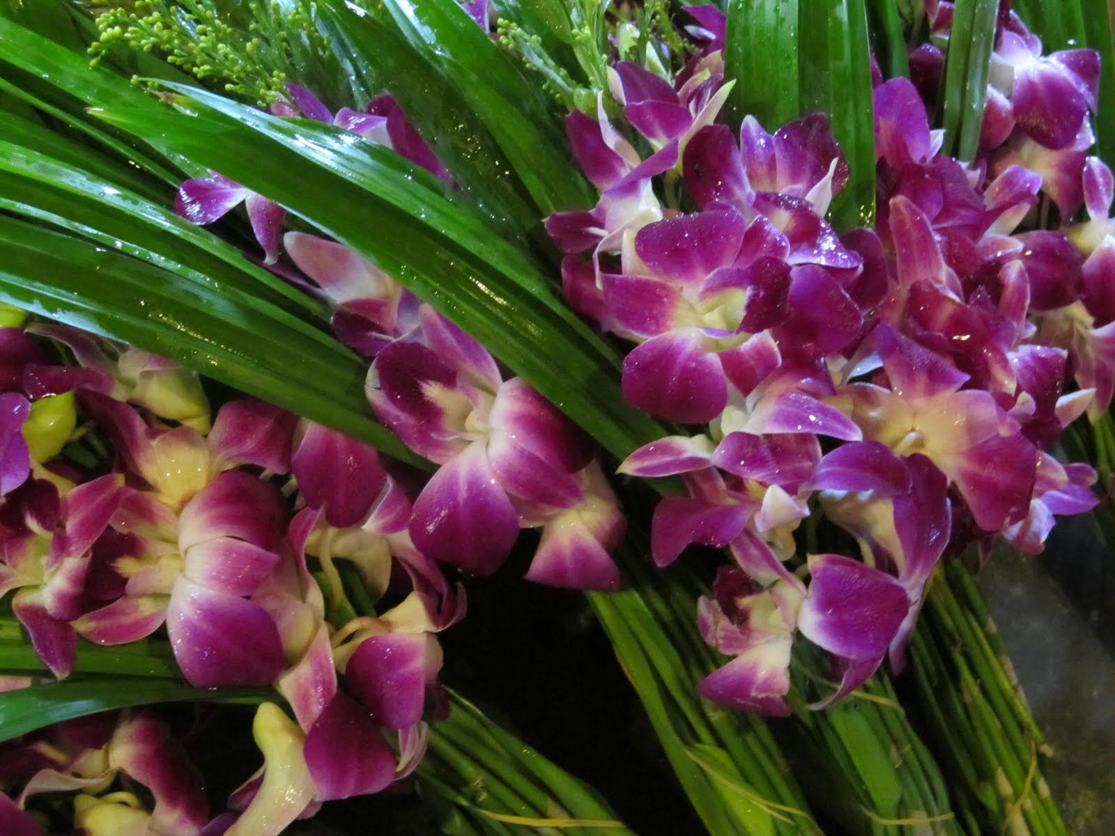 Ms. Specht's Asia Trip A few Thai plants