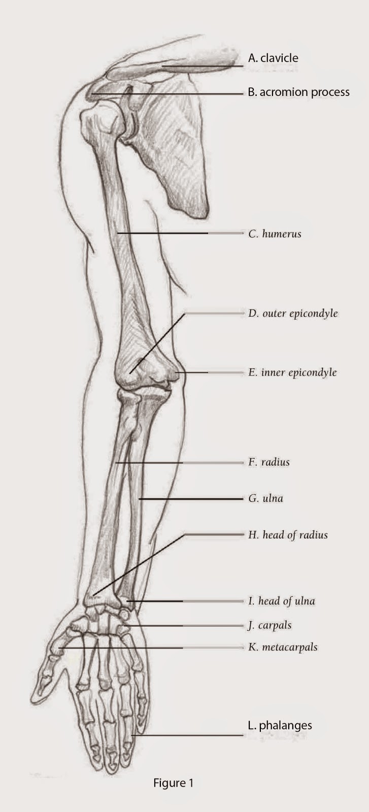 Drawings DEPICTING THE ARM FRONT VIEW