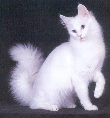 Gambar Kucing Anggora