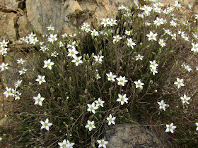 Future Plants By Randy Stewart Enkianthus