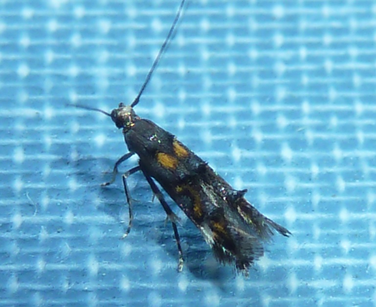 Brown Moths In Vancouver