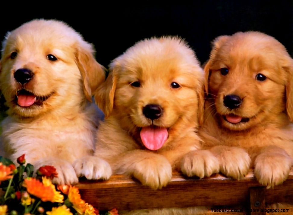 Super Cute Golden Retriever Puppies Super Cute Golden Retriever Puppies