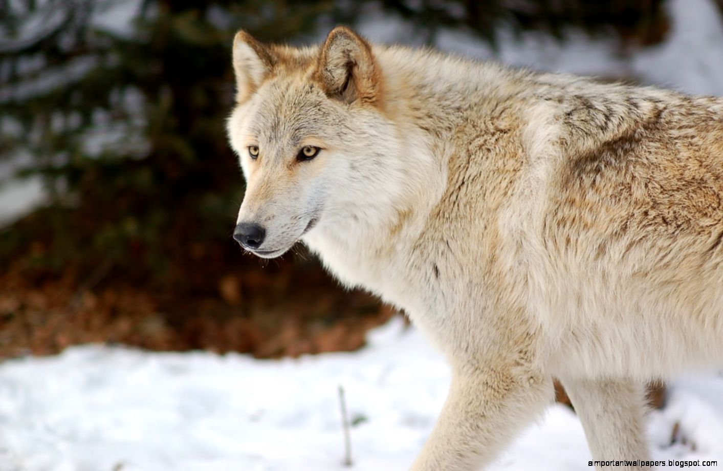 White Tundra Wolf 998x800px 663104 White Tundra Wolf 998x800px 663104