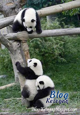Telatah comel panda bekerjasama