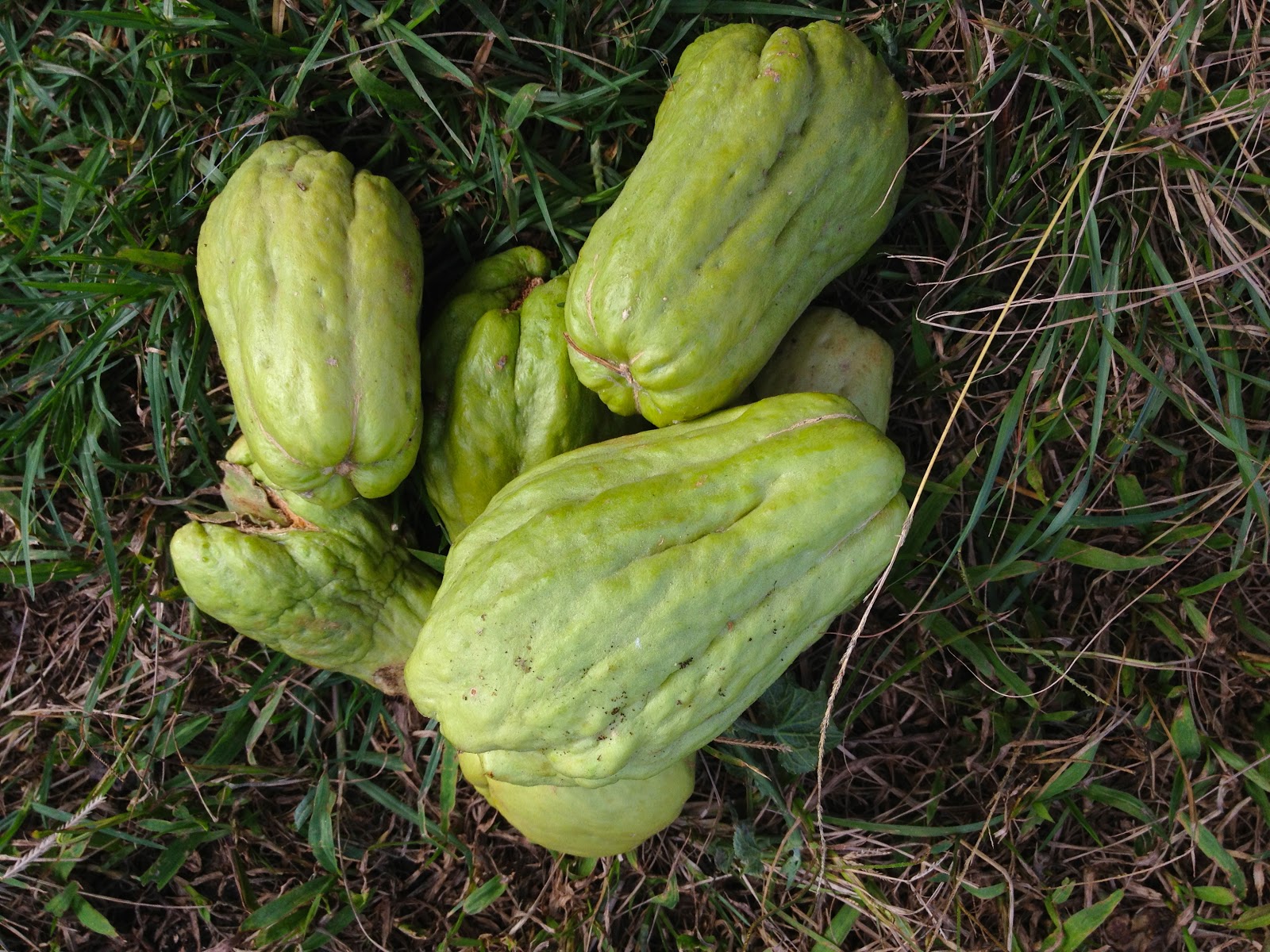 planting seeds. chayote squash
