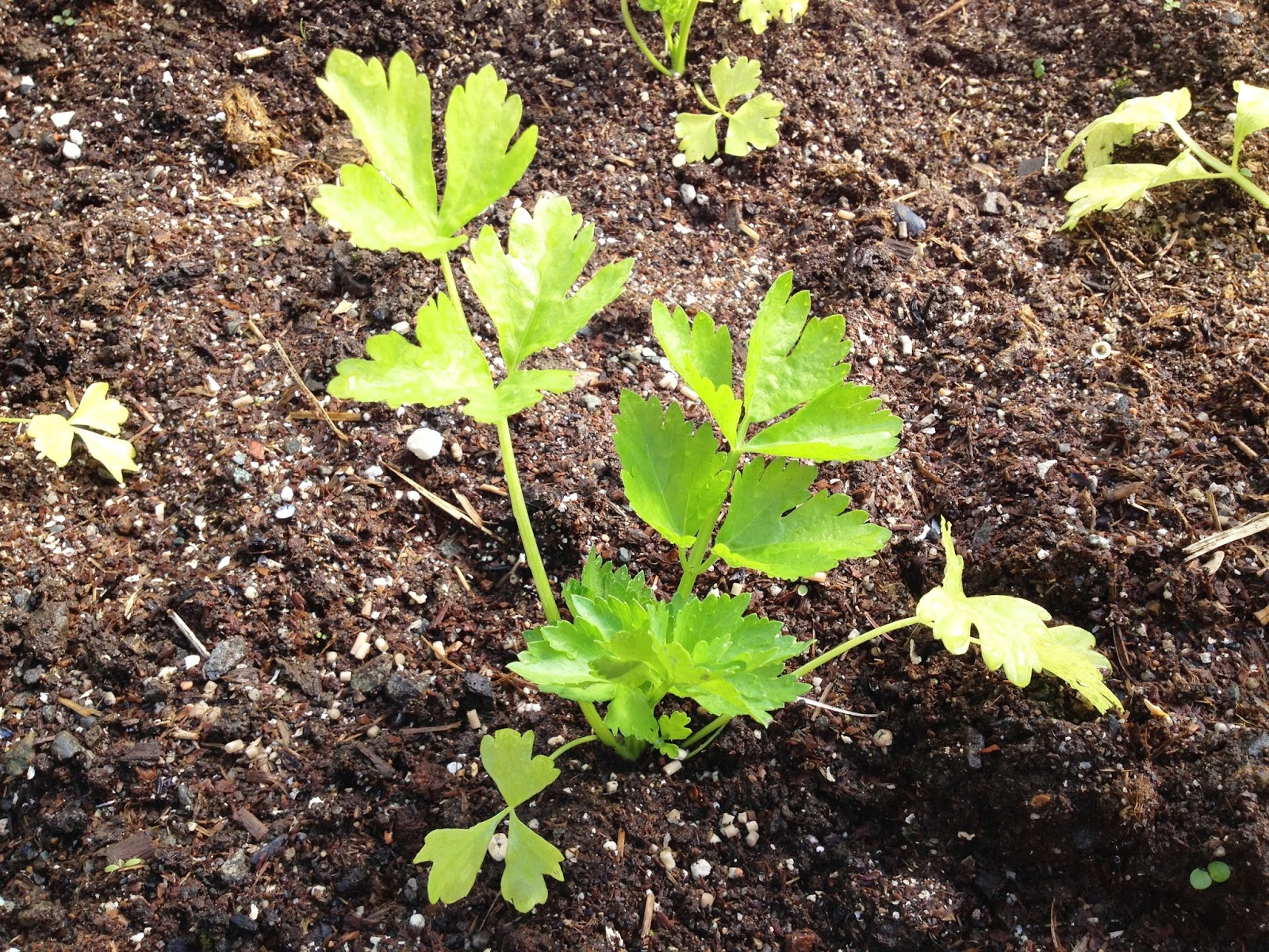 Down To Earth Cleaning Up The Celery