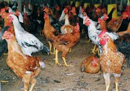 Peluang Bisnis Ternak Ayam Kampung Yang Menguntungkan