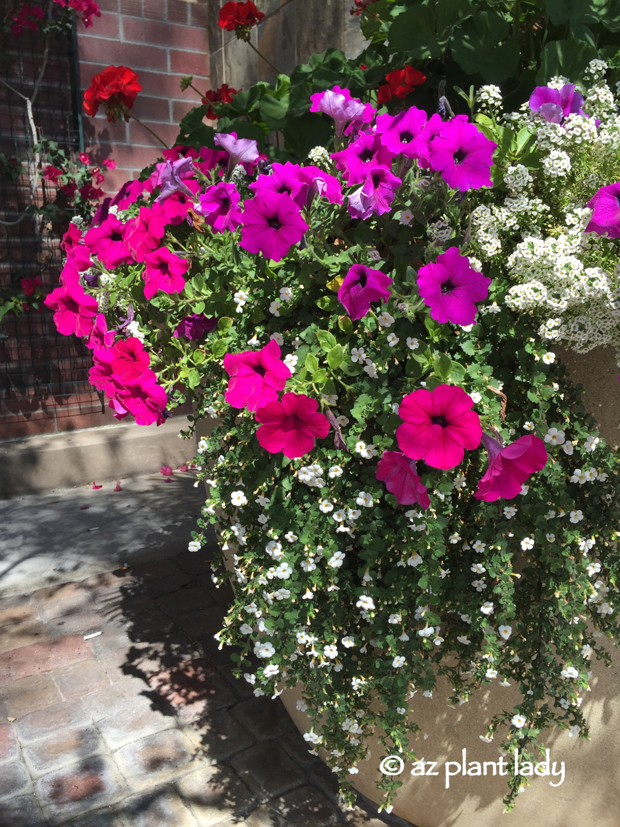 Wonderful alissum (planting and care) Wonderful alissum (planting and care)