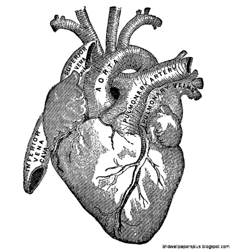 Vintage Graphic Image   Anatomy Heart   The Graphics Fairy Vintage Graphic Image   Anatomy Heart   The Graphics Fairy