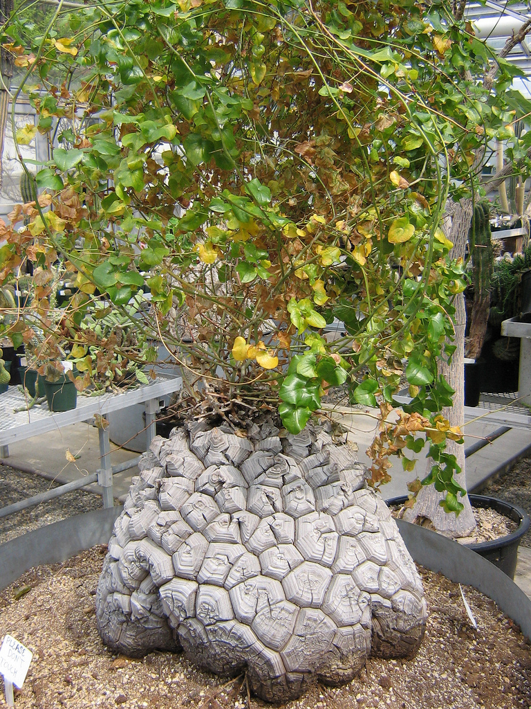 Real Monstrosities Elephant�s Foot, Dioscorea elephantipes