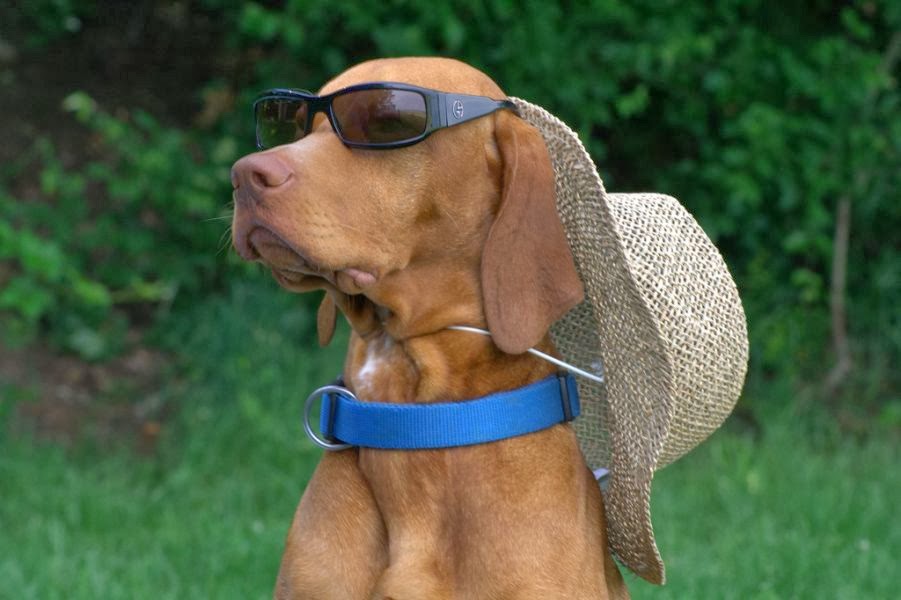 30 Sweet Photos of Dogs in Sunglasses Best Photography, Art