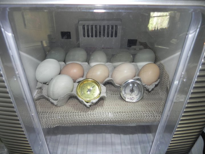 Freckled Citizen Chicken Watch Eggs on Lockdown!