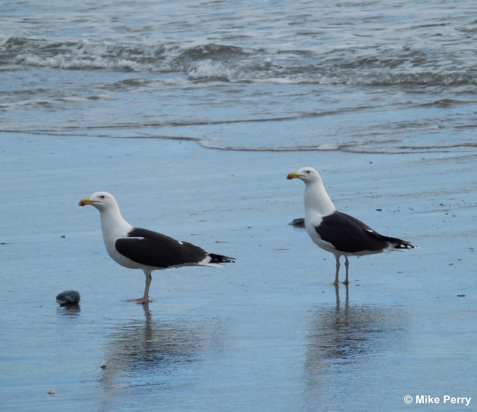 Seagulls in Cornwall