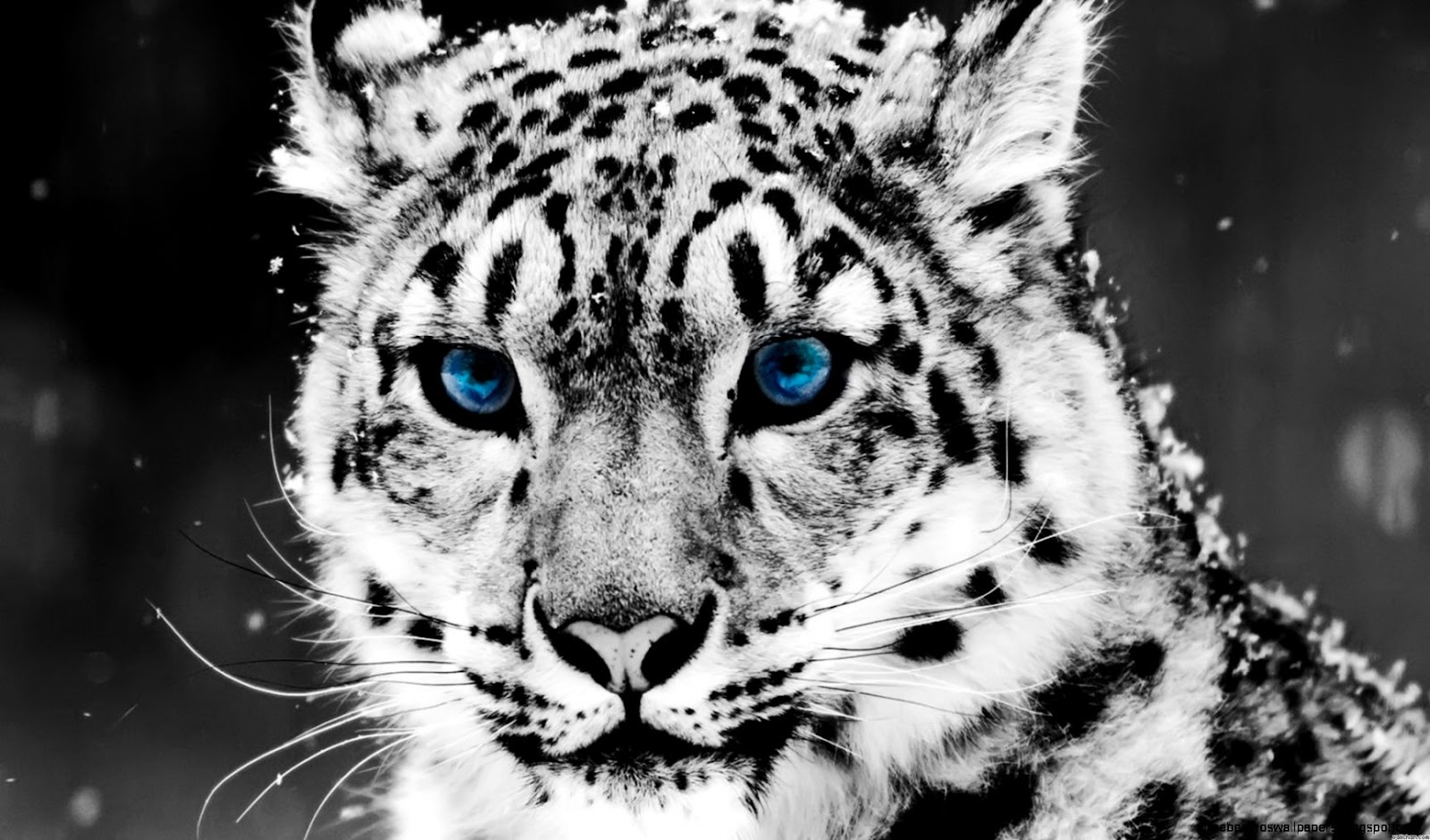 Black and White Snow Leopard Black and White Snow Leopard