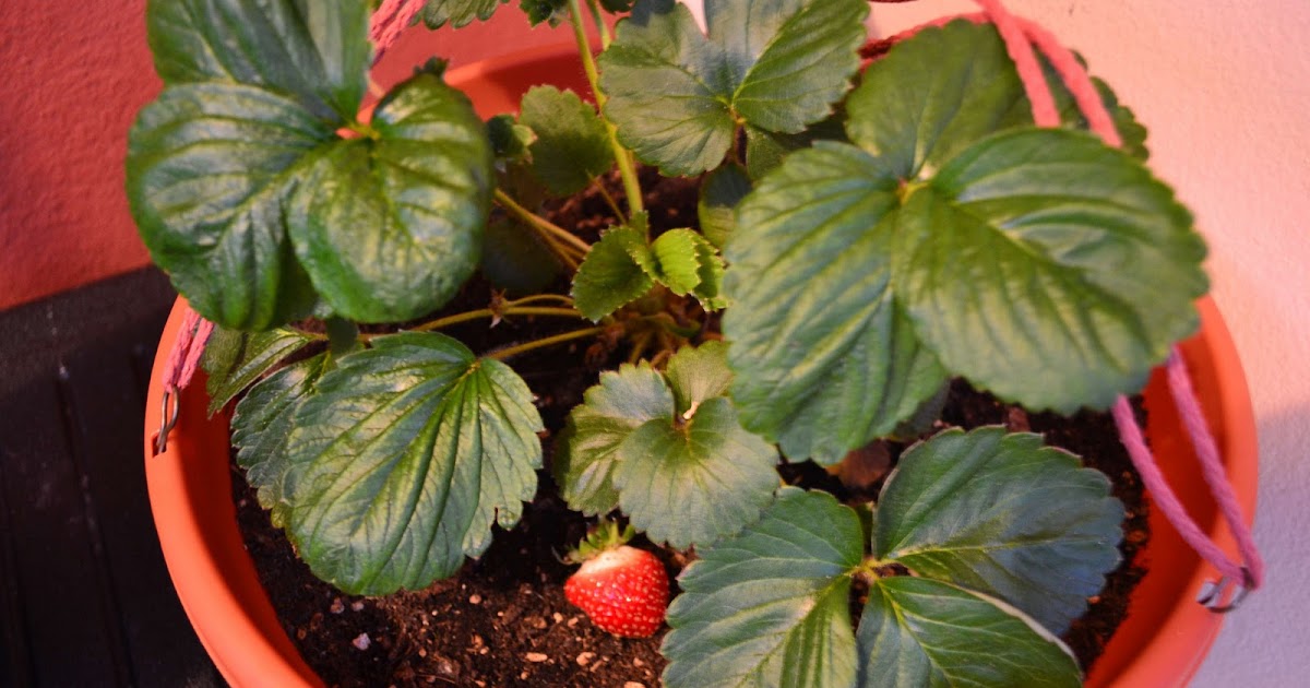 Container Gardening in Puerto Rico The One with Strawberries