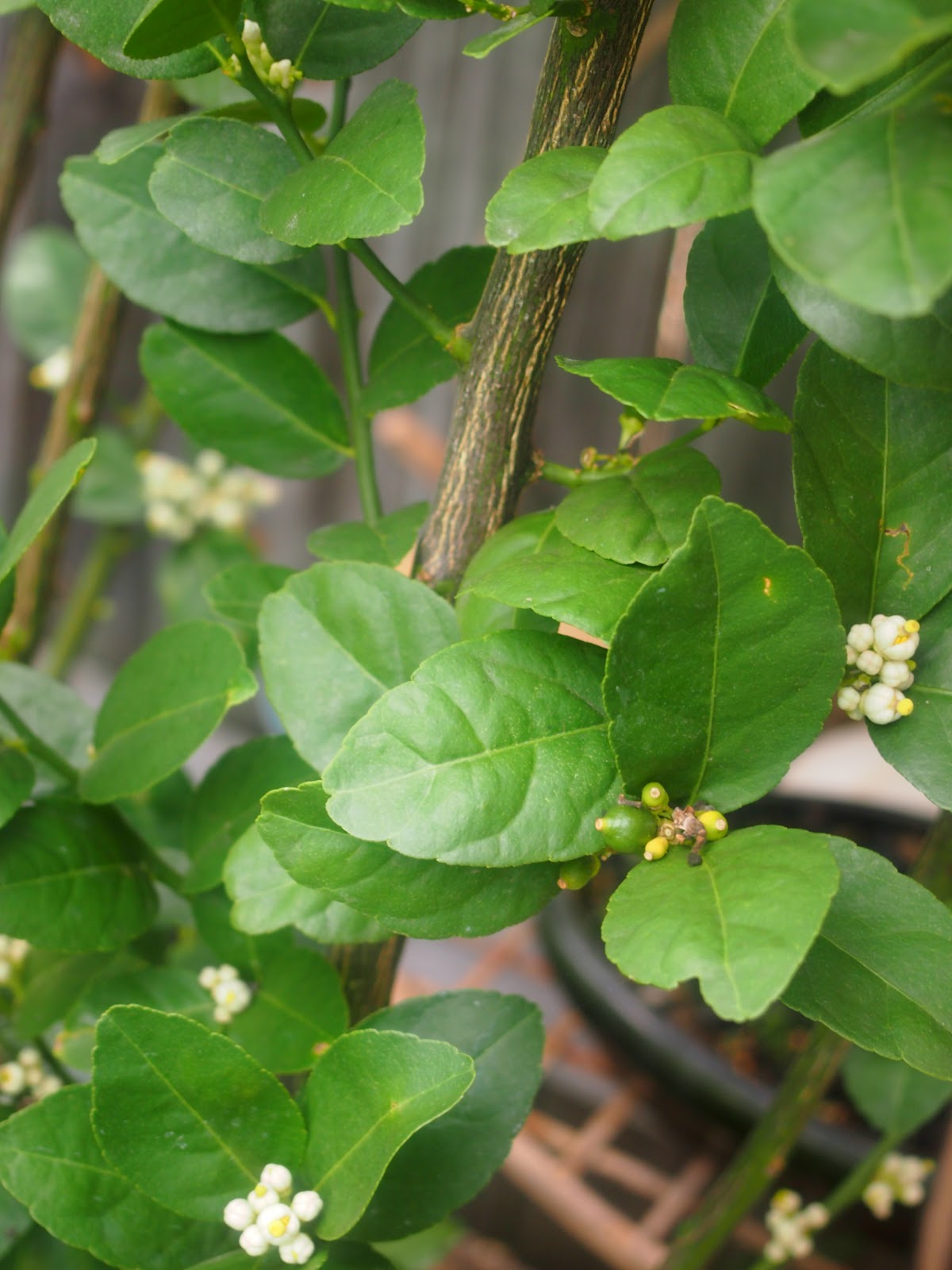 Flushed with Rosy Colour A Happy Potted Dwarf Lime Tree