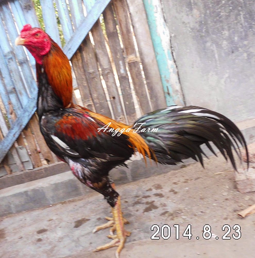 AYAM ADUAN WIRING KUNING JALU terjual