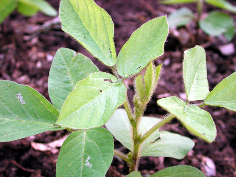 Soybeans Good for Body and Soil Hawaii Horticulture