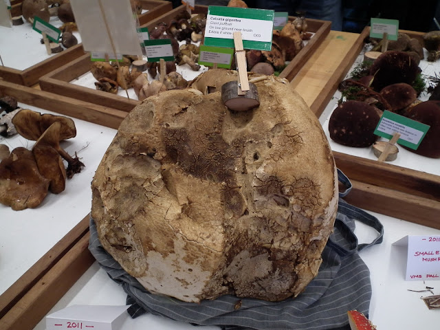 Calvitia Gigantea aka Giant Pufball - edible if white inside mushrooms