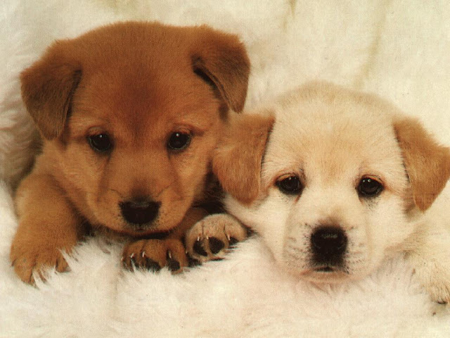 Dogs