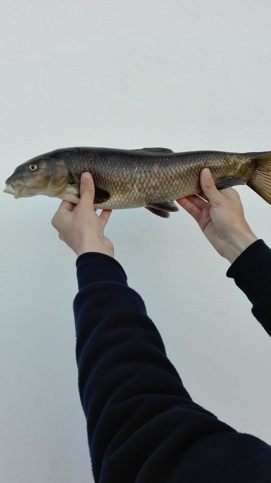 Barbo 49 cm