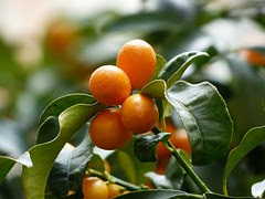 Kamkat Tropikal Meyve-Kumquats