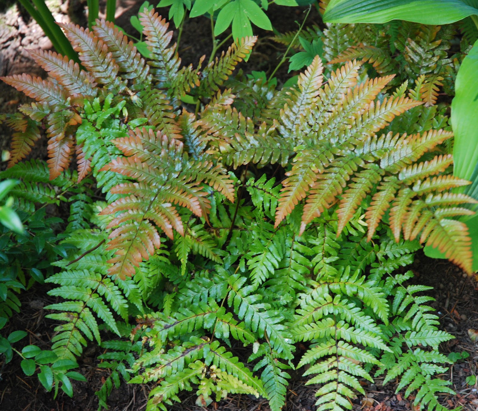 Using Evergreen Ferns The Aspiring Gardener