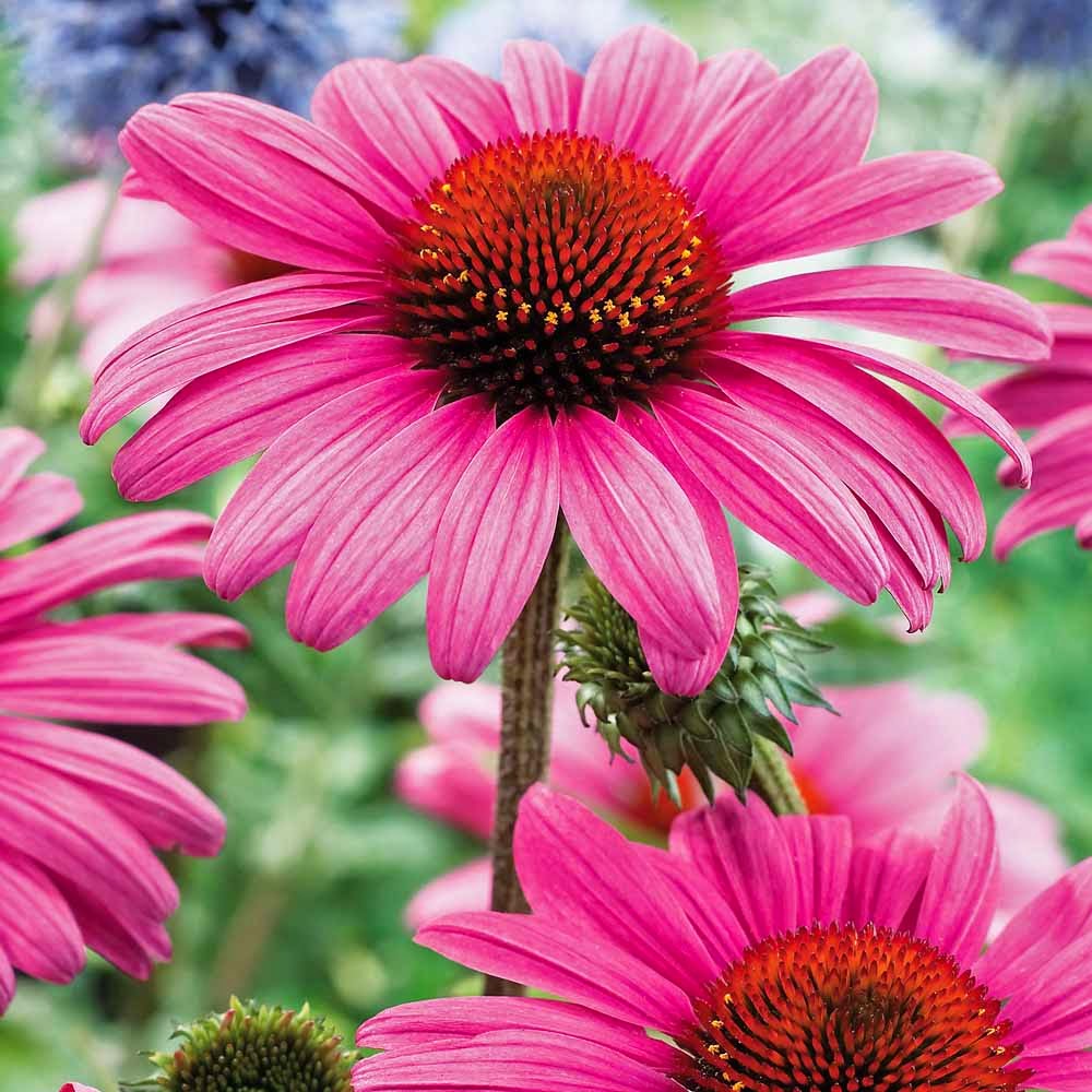 Echinacea Tea Benefits Healthy Tea 101