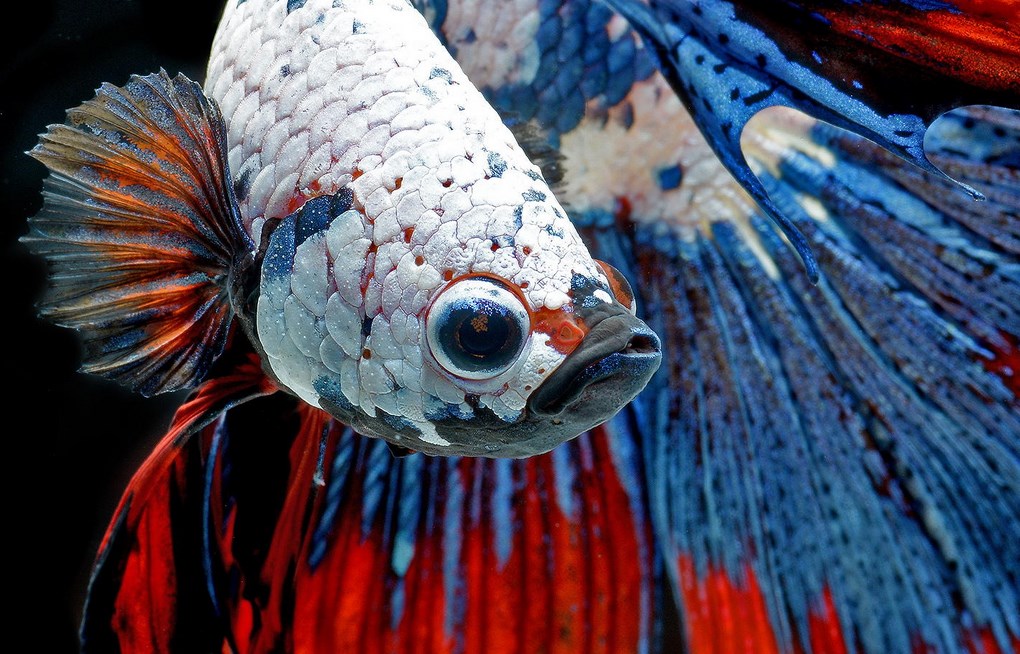 ikan bitte Tips Sederhana Merawat Ikan Cupang Petarung dan Hias