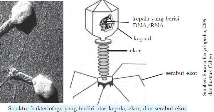 Bakteriofage Struktur Ciri Ciri Reproduksi Baktriofage Hubungan Daur Litik Lisogenik Baktriofage Bakteriofage Struktur Ciri Ciri Reproduksi Baktriofage Hubungan Daur Litik Lisogenik Baktriofage