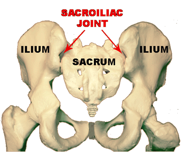 Q&A Time! Sacroiliac Joint vs Lumbar Modern Manual Therapy Blog
