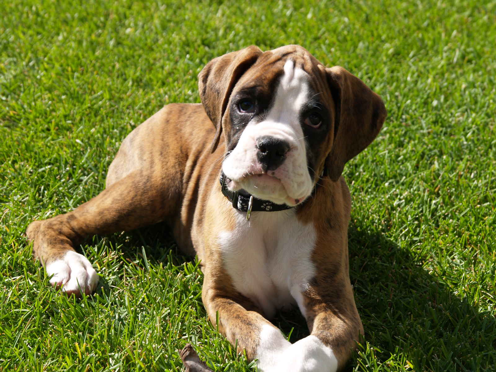 Cute Dogs: Brindle boxer puppies